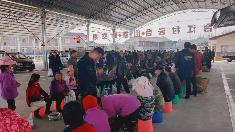 有关于雨城区草坝镇人大:人大代表进茶园 当好“三员”助生产的内容(1)