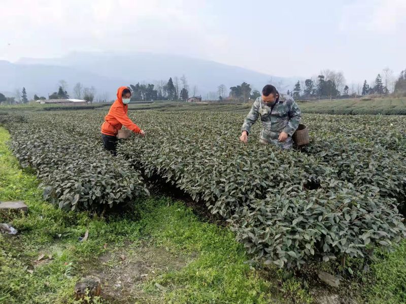 有关于雨城区草坝镇人大:人大代表进茶园 当好“三员”助生产的内容