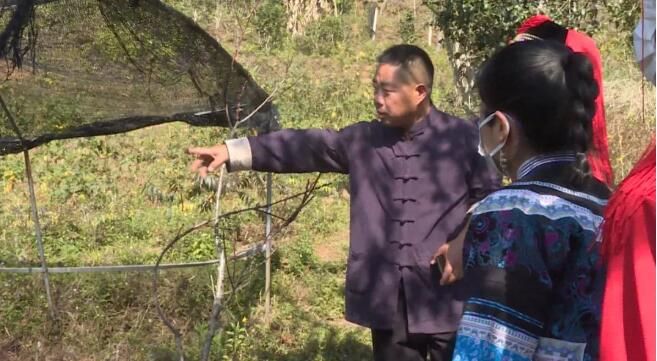 关于云南绿春县:茶香飘满八尺山的相关内容(3)