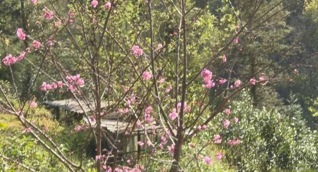 关于云南绿春县:茶香飘满八尺山的相关内容(1)