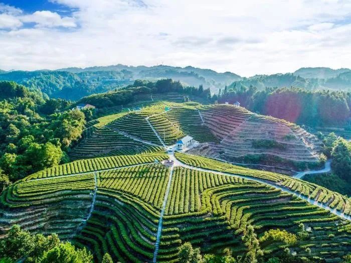 有关于从“脱贫茶”到“振兴叶” 地标产品带动重庆茶产业“腾飞”的新闻