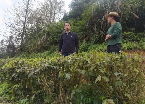 关于云南茶叶所专家到元阳开展低产值绿色茶园提质增效技术培训的相关内容