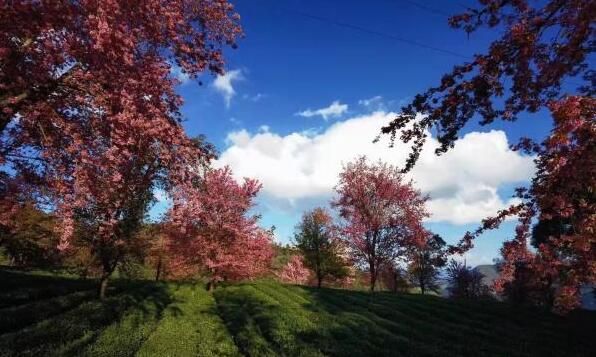 关于以茶赋能！云南南涧无量山镇“绿水青山”颜值高的信息(2)