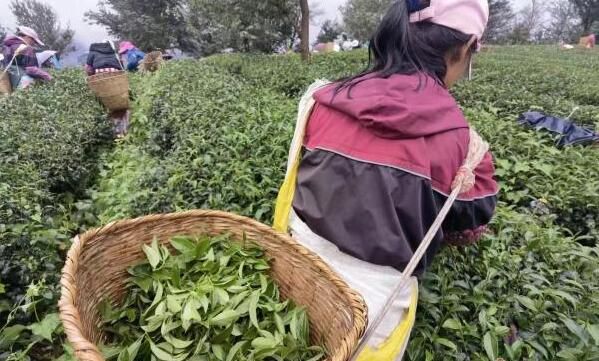 关于以茶赋能！云南南涧无量山镇“绿水青山”颜值高的信息