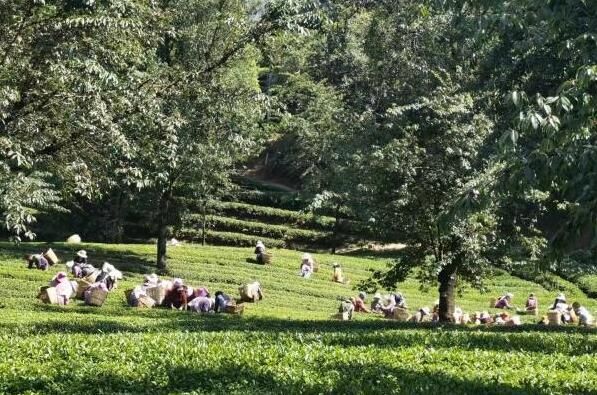 关于以茶赋能！云南南涧无量山镇“绿水青山”颜值高的信息(1)