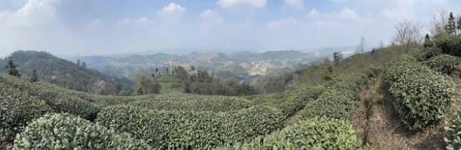 有关于四川各产区春茶上市 鲜叶上涨30%的相关信息