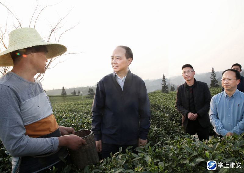 有关于李酌在调研春茶生产工作时强调:做响雅茶品牌 振兴雅茶产业的消息(1)