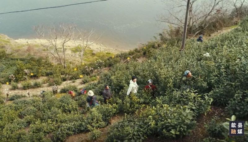 有关于嫩芽吐绿~歙县早茶采摘忙的消息(3)