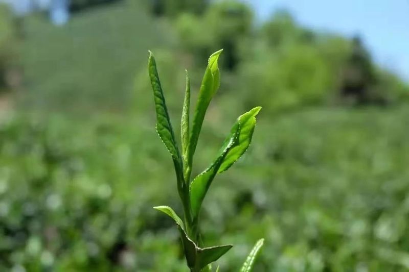 有关于嫩芽吐绿~歙县早茶采摘忙的消息(2)