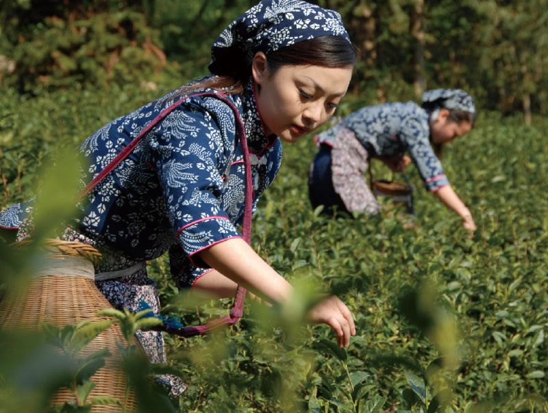 有关于嫩芽吐绿~歙县早茶采摘忙的消息