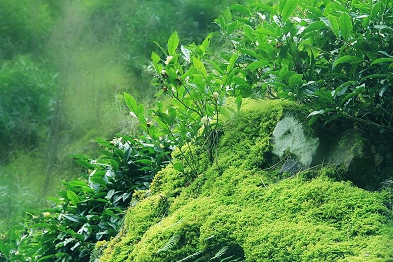 有关于嫩芽吐绿~歙县早茶采摘忙的消息(1)