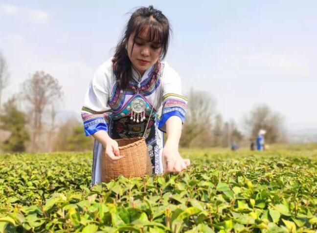 有关于贵州铜仁:133万亩春茶走俏市场的信息
