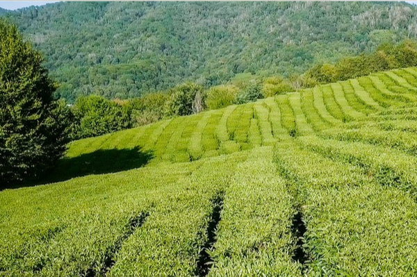 有关于一周茶事 : 倾听两会茶“声音”;全国茶产区进入春茶开采阶段的最新消息(2)