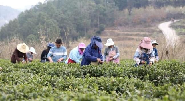 有关于贵州纳雍:万亩春茶进入采摘高峰期的最新消息(1)