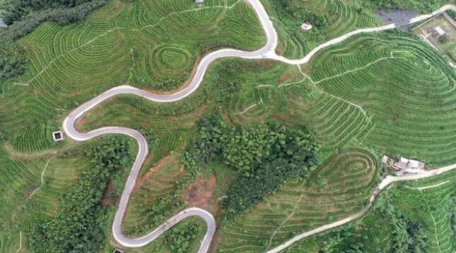有关于贵州纳雍:万亩春茶进入采摘高峰期的最新消息