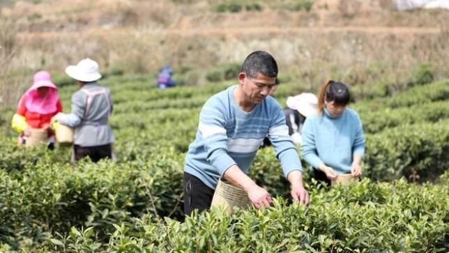 有关于贵州纳雍:万亩春茶进入采摘高峰期的最新消息(3)