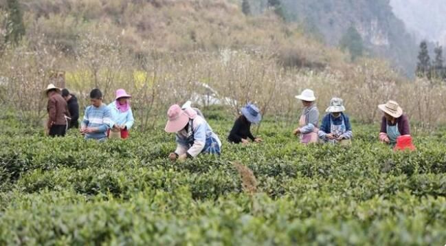 有关于贵州纳雍:万亩春茶进入采摘高峰期的最新消息(2)