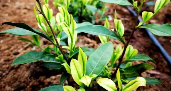 有关于四川青川:今年首批“白叶一号”茶苗栽植下地的信息