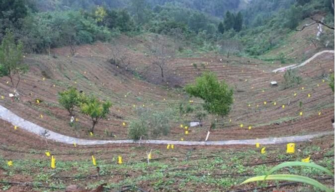 有关于四川青川:今年首批“白叶一号”茶苗栽植下地的信息(1)