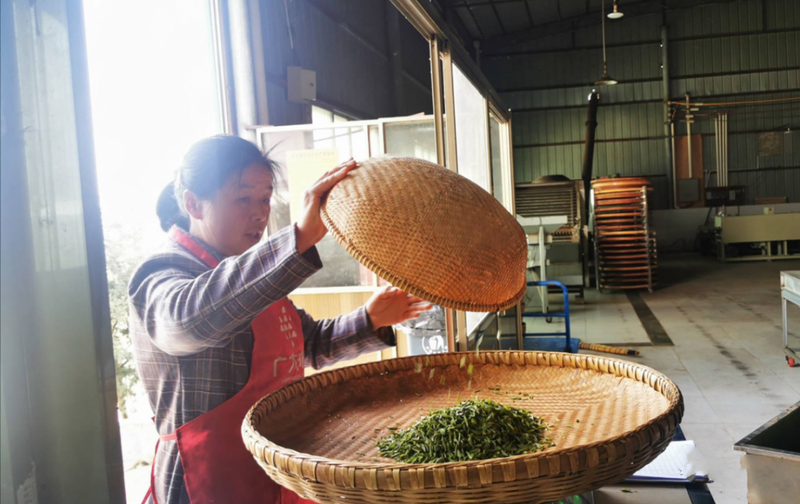 关于石阡:春茶吐新芽 采摘正当时的内容(8)