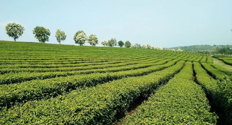 有关于不负春光,来一场新昌茶乡的龙井之约的相关内容(9)