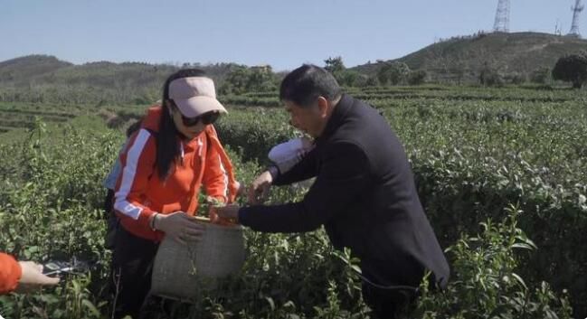 关于双牌云台山:春茶开采体验游热的资讯(3)