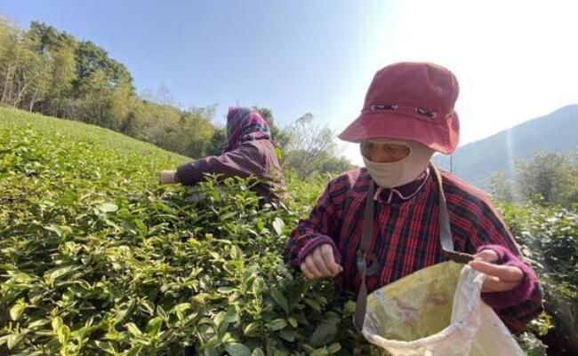 有关于浙江定海2022年首批春茶开园采摘的相关内容(4)