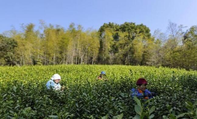 有关于浙江定海2022年首批春茶开园采摘的相关内容