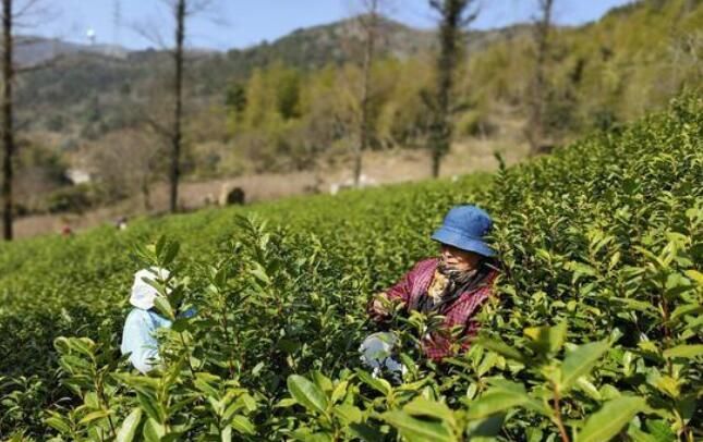 有关于浙江定海2022年首批春茶开园采摘的相关内容(2)