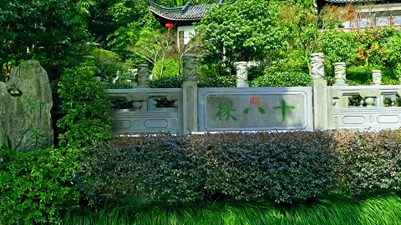 有关于价比黄金的西湖龙井,何以千年稳居“顶流”?的新闻(2)