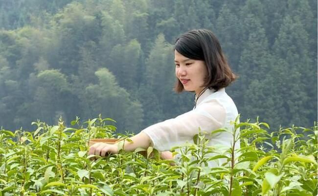 关于安化县马路镇:茶园吐新绿 又到春茶采摘时的相关信息