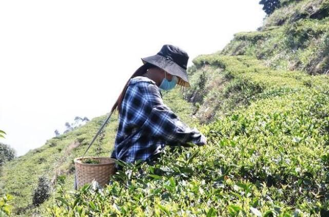有关于茶是春天的仪式感!覃塘这里春茶采摘正当时的新闻(4)
