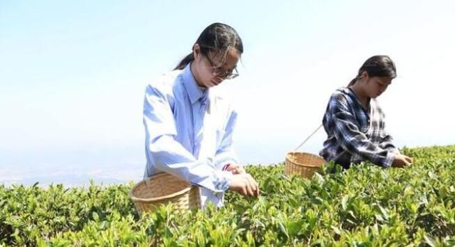 有关于茶是春天的仪式感!覃塘这里春茶采摘正当时的新闻(3)