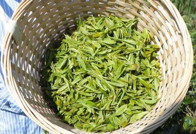 有关于茶是春天的仪式感!覃塘这里春茶采摘正当时的新闻(7)