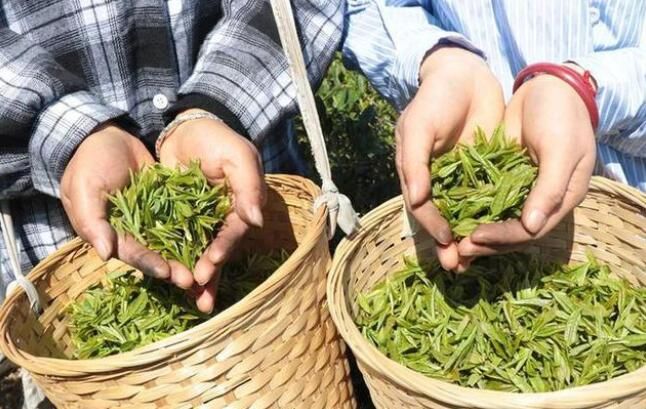 有关于茶是春天的仪式感!覃塘这里春茶采摘正当时的新闻(6)