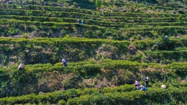 有关于茶是春天的仪式感!覃塘这里春茶采摘正当时的新闻(1)