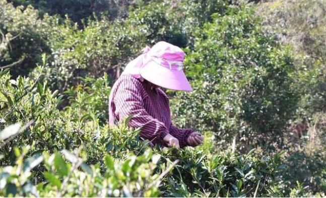 有关于茶是春天的仪式感!覃塘这里春茶采摘正当时的新闻(5)