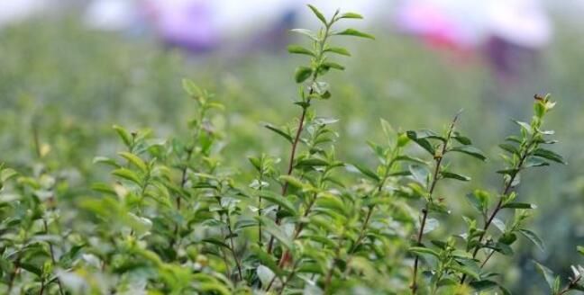 关于江苏句容:4万多亩春茶“明前茶”正式开采的相关内容(4)