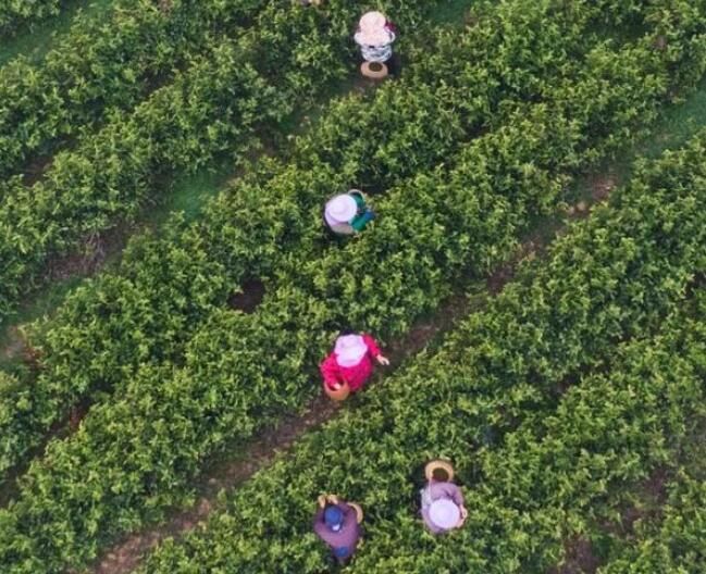 关于江苏句容:4万多亩春茶“明前茶”正式开采的相关内容(3)