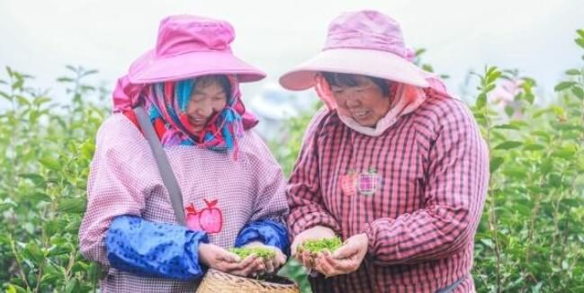 关于江苏句容:4万多亩春茶“明前茶”正式开采的相关内容(5)