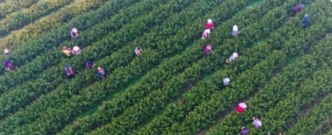 关于江苏句容:4万多亩春茶“明前茶”正式开采的相关内容