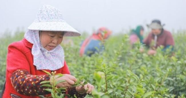 关于江苏句容:4万多亩春茶“明前茶”正式开采的相关内容(2)
