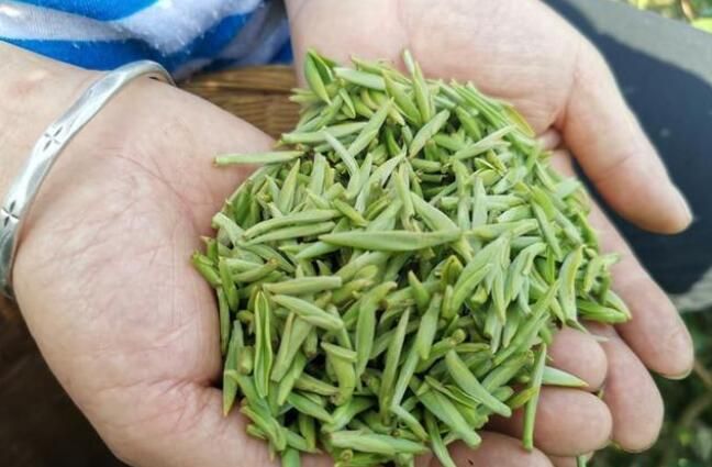 关于沙溪春茶开采,鲜叶70元一斤的消息