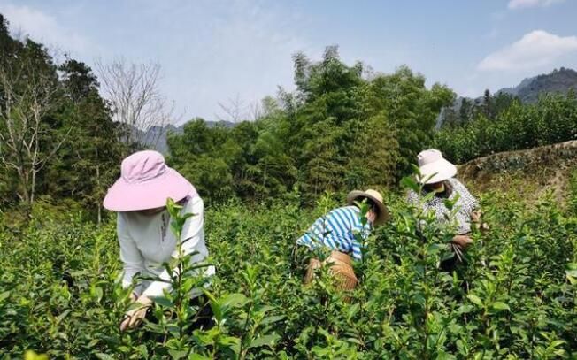 关于沙溪春茶开采,鲜叶70元一斤的消息(1)