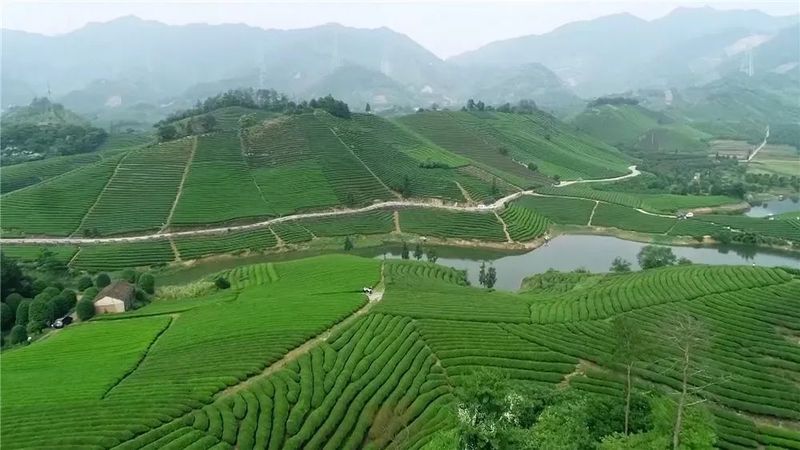 有关于春茶采摘进入旺季 “数字制茶”促农增收的资讯(3)