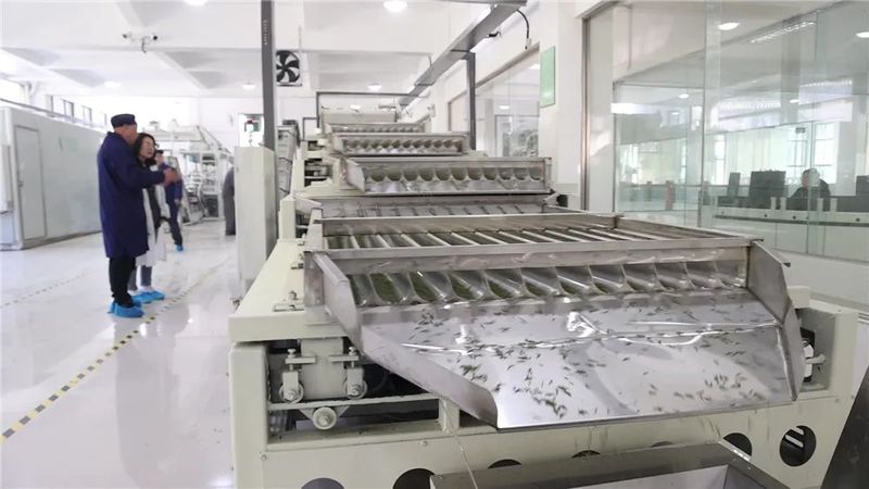 有关于春茶采摘进入旺季 “数字制茶”促农增收的资讯(1)
