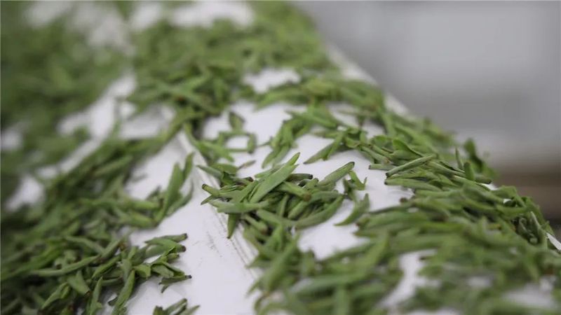 有关于春茶采摘进入旺季 “数字制茶”促农增收的资讯