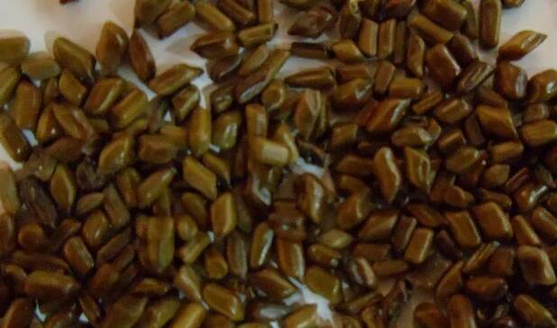 决明子是热性还是凉性