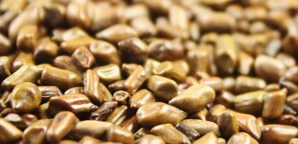 决明子是热性还是凉性(1)