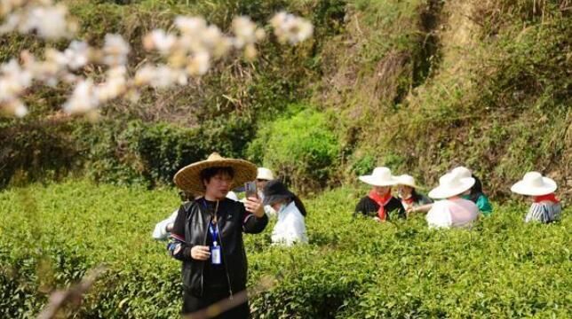 关于张家界武陵源区：百丈峡茶园春茶采摘忙的内容(1)